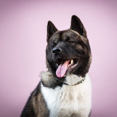 Hatchi_The_bibi_american_Akita